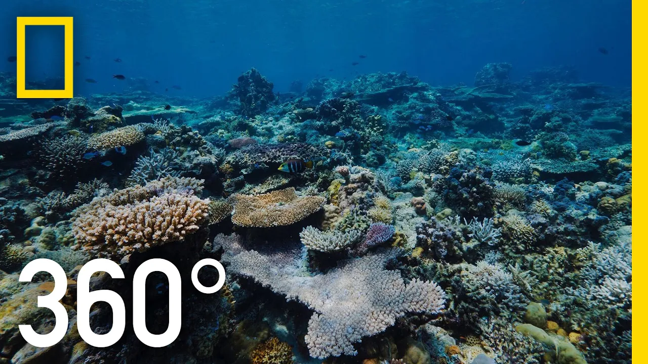 Grandpa’s Reef - 360 | National Geographic