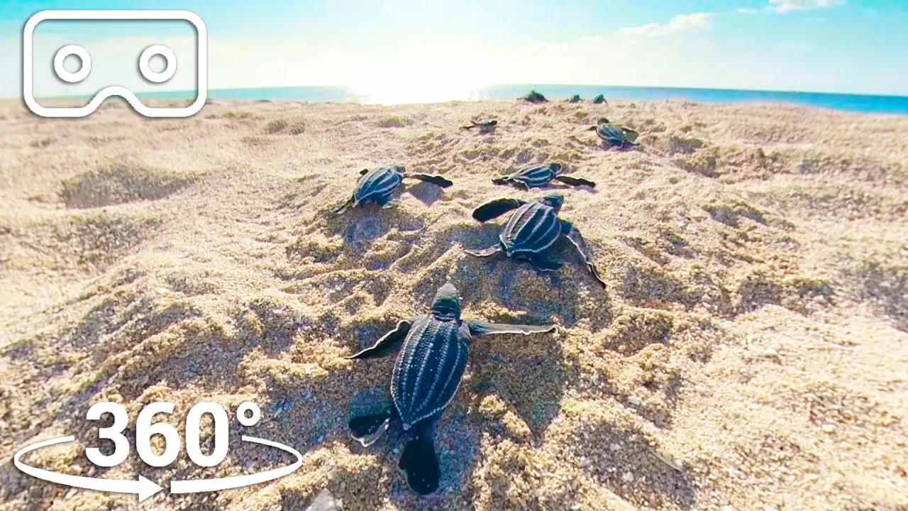 Baby Turtles Hatch And Face A Perilous Race To The Ocean |  VR 360 | Seven Worlds, One Planet